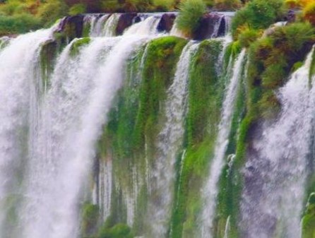 Protegen una planta en peligro de extinción en las Cataratas del Iguazú